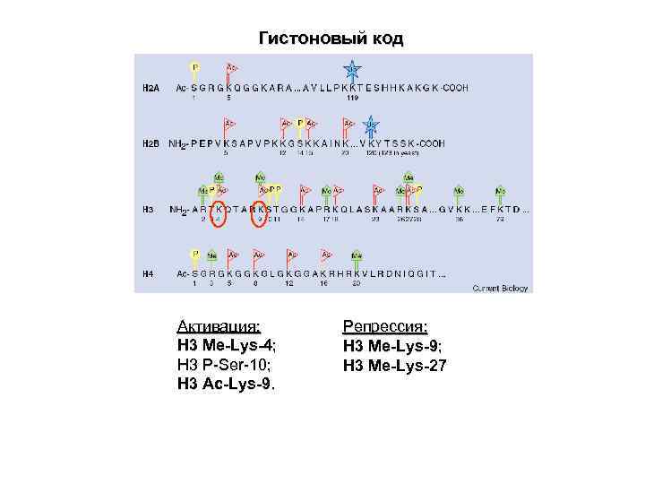  Гистоновый код Активация: Репрессия: H 3 Me-Lys-4; H 3 Me-Lys-9; H 3 P-Ser-10;