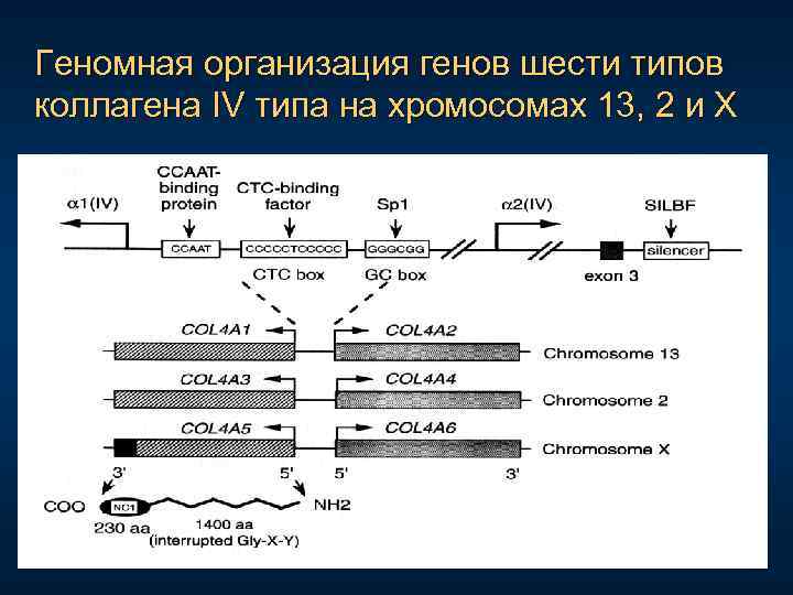 Геномная организация генов шести типов коллагена IV типа на хромосомах 13, 2 и Х