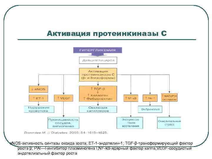    Активация протеинкиназы С e. NOS-активность синтазы оксида азота; ET-1 -эндотелин-1; TGF-β-трансформирующий