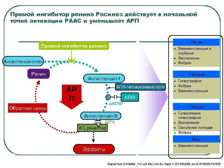  Бета-адреноблокаторы (механизмы действия) l  Уменьшение ЧСС и СВ l  Снижение сократимости
