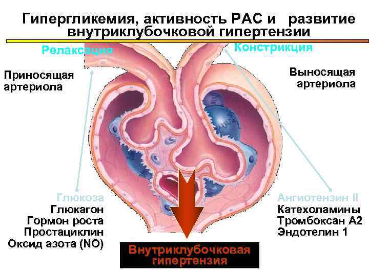  Гипергликемия, активность РАС и  развитие   внутриклубочковой гипертензии Релаксация  