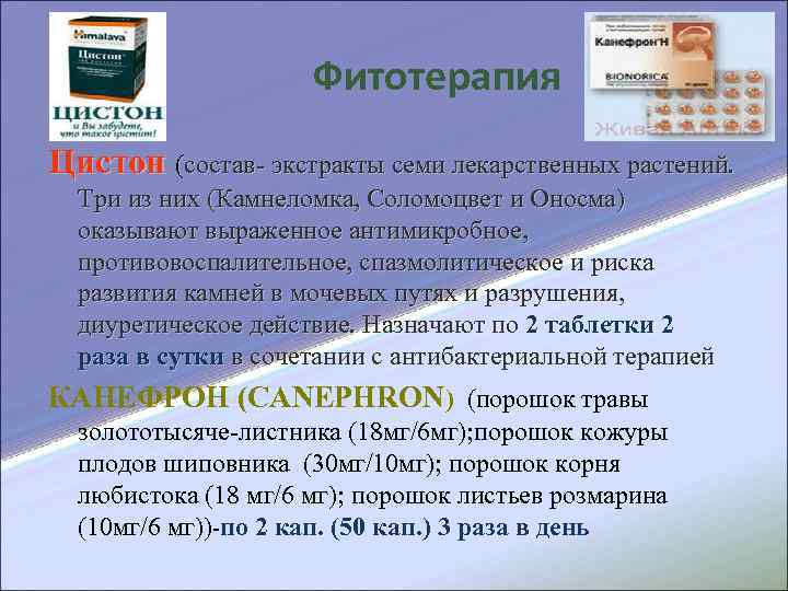 Нефробест препарат инструкция. Цистон состав. Цистон состав препарата. Состав Цистона в таблетках.