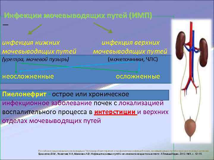  Инфекции мочевыводящих путей (ИМП) — инфекция нижних инфекция верхних мочевыводящих путей мочевыводящих путей