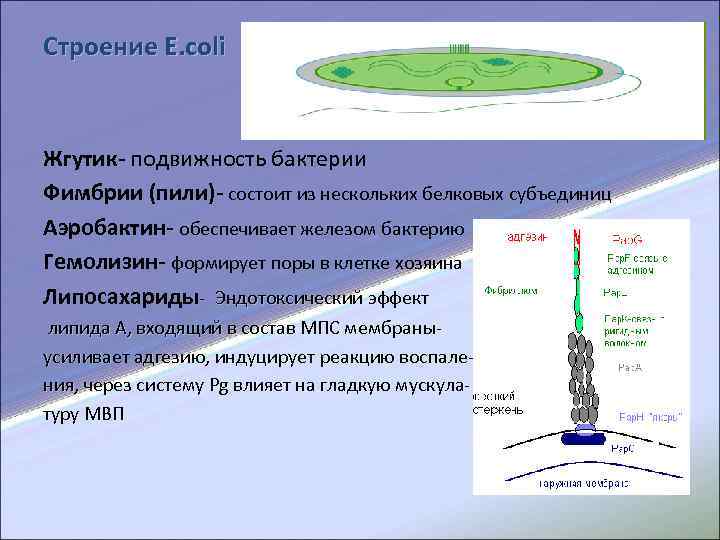 Строение E. coli Жгутик- подвижность бактерии Фимбрии (пили)- состоит из нескольких белковых субъединиц Аэробактин-