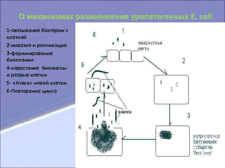  О механизмах размножения уропатогенных E. coli 1 -связывание бактерии с клеткой 2 -инвазия