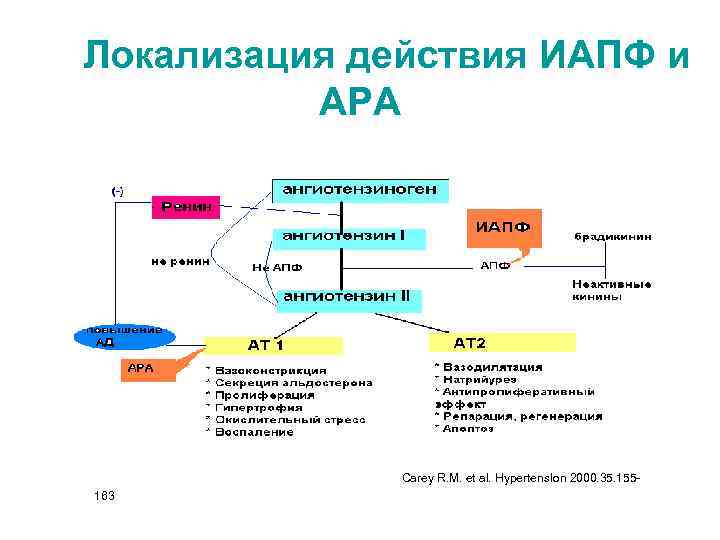  Локализация действия ИАПФ и АРА Carey R. M. et al. Hypertens. Ion 2000.