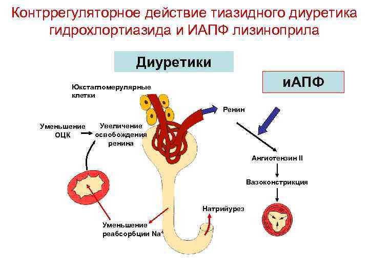 Контррегуляторное действие тиазидного диуретика гидрохлортиазида и ИАПФ лизиноприла Диуретики Юкстагломерулярные и. АПФ клетки Ренин