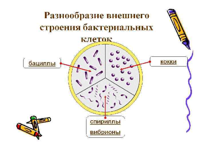 4 этап :  В 1949 г.  русский ученый  Красильников составил отечественный