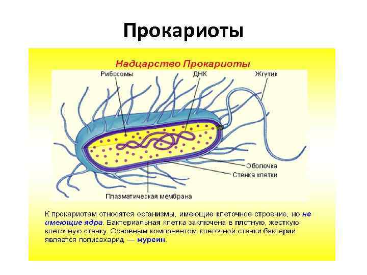 Цианобактерии прокариоты или эукариоты