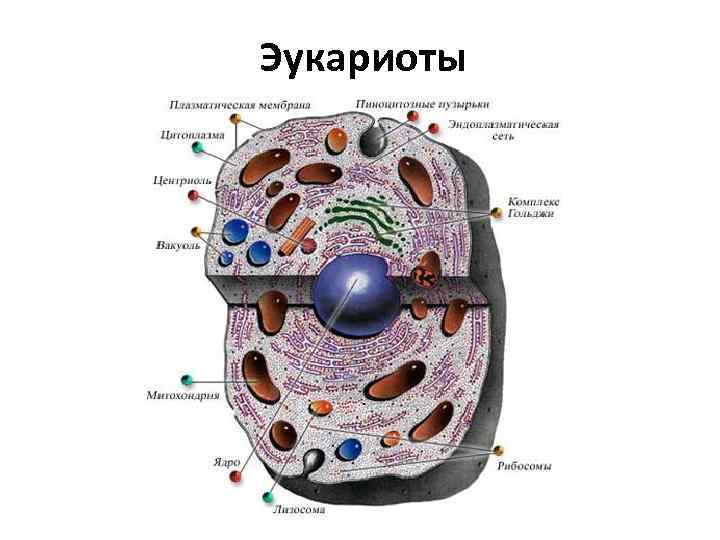 Отличительные особенности прокариот   от эукариот:  • У микроорганизмов (прокариот) нет ядра,