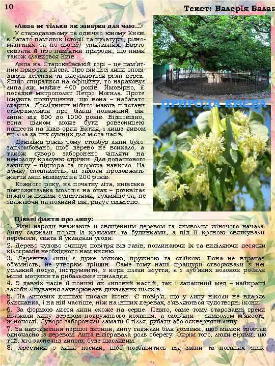 10     Текст: Валерія Балан «Липа не тільки як заварка для