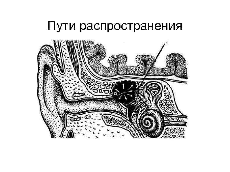 Пути распространения 