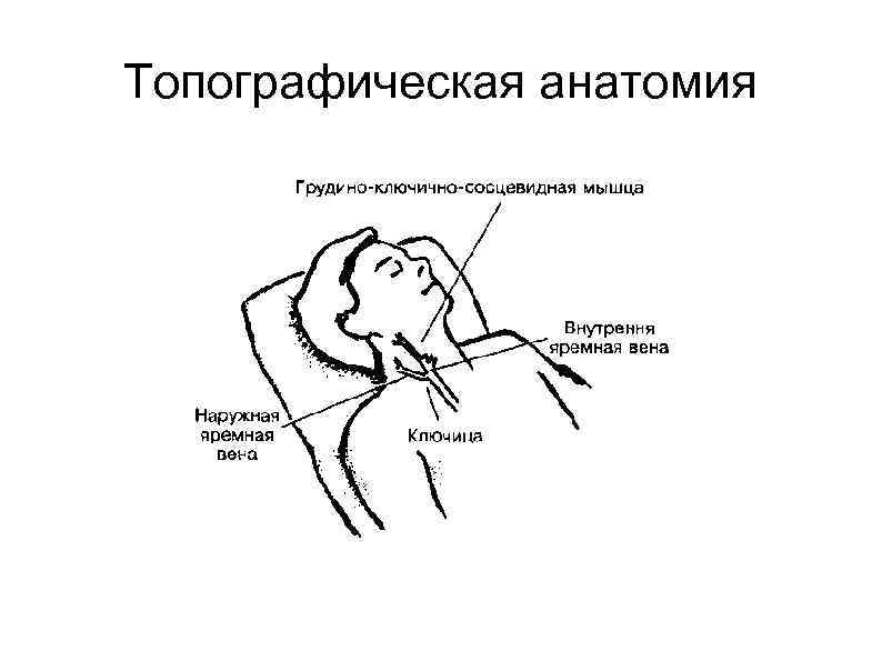 Топографическая анатомия 