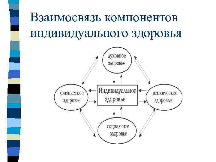 Взаимосвязь компонентов индивидуального здоровья 