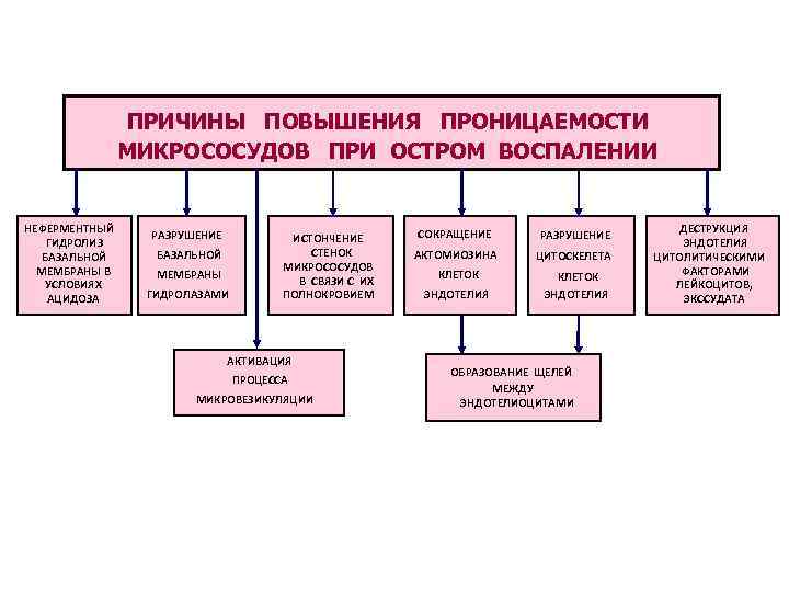 Увеличение проницаемости сосудистой стенки при воспалении вызывают