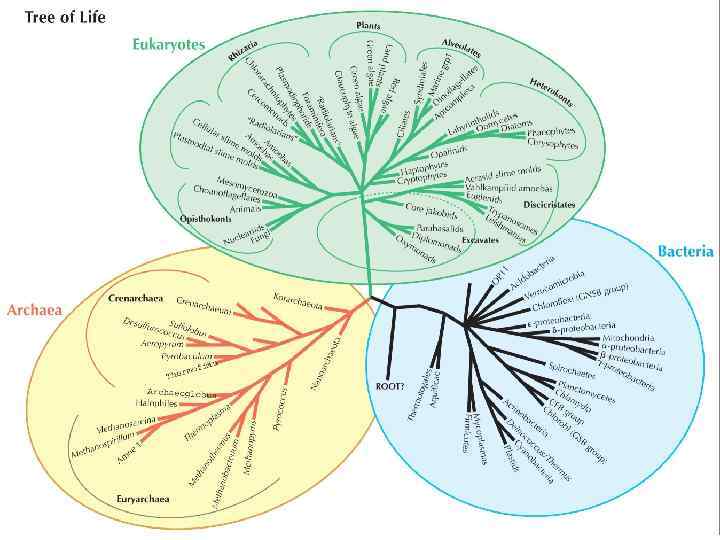   Образовательная ткань       Камбий Меристема  