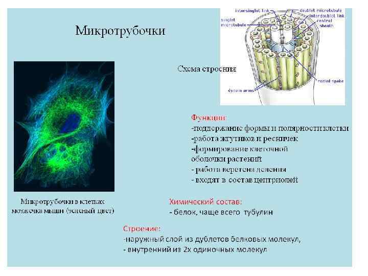 Цитоскелет клетки какой органоид. Микротрубочки строение и функции. Микротрубочки особенности строения и функции. Функции органоидов микротрубочки.
