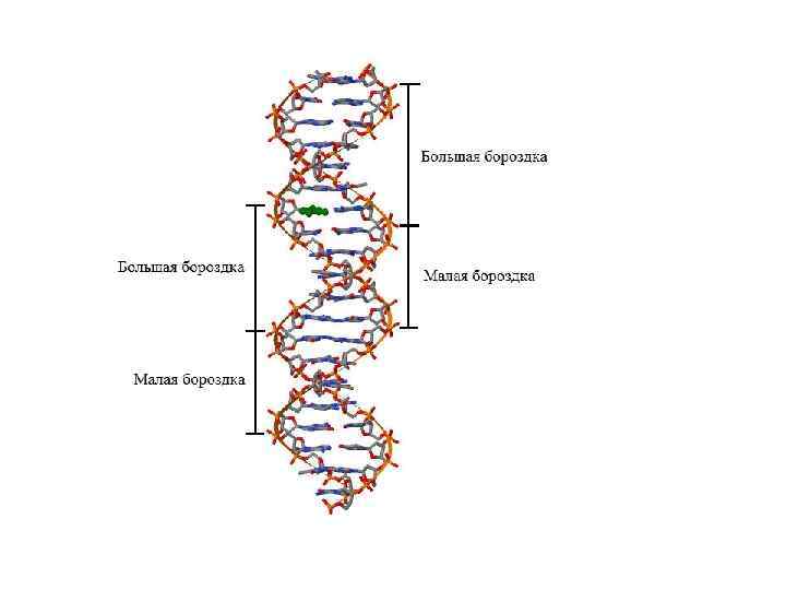  В прометафазе при делении растительных клеток также наблюдается сложные передвижения хромосом такого же