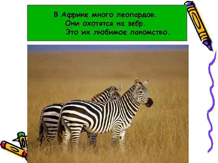 В Афреке много леопардов. В Африке много леопардов. Они охотятся на на зебр. Они