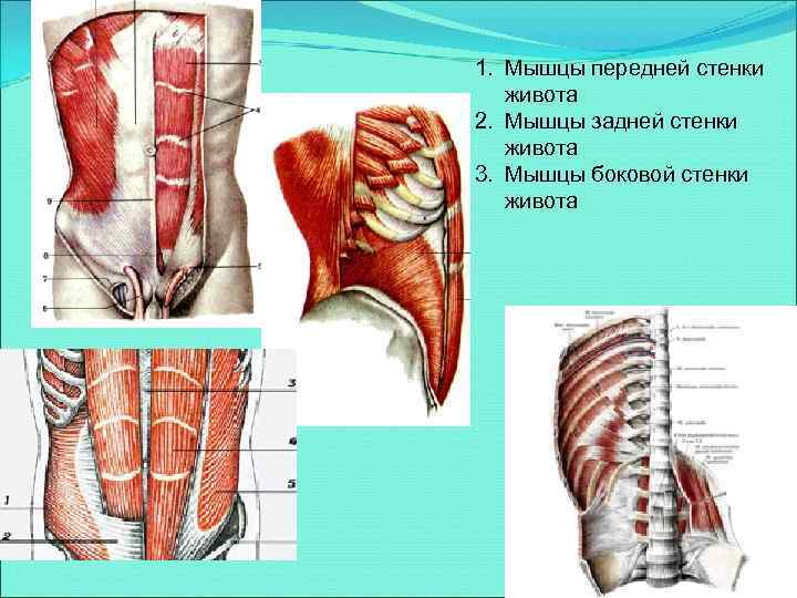 Передняя стенка влагалища фото