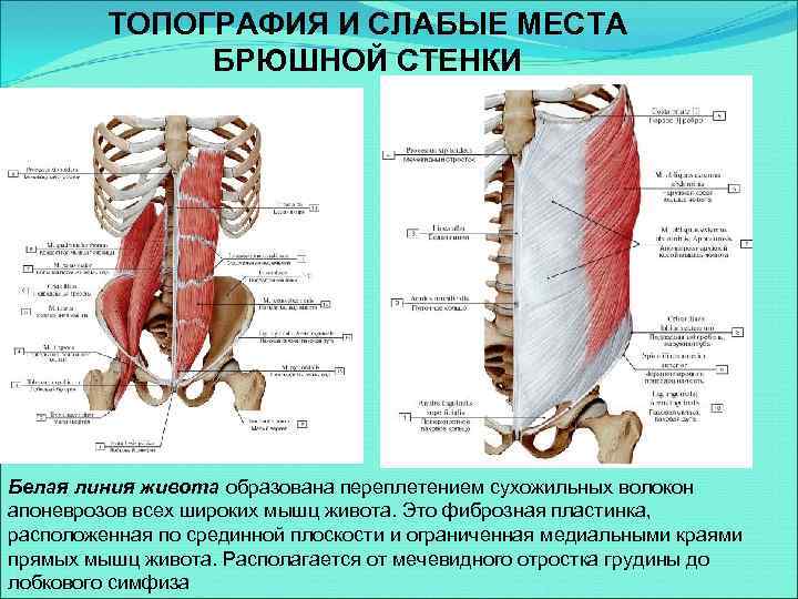 Где находится белая линия живота у женщин фото