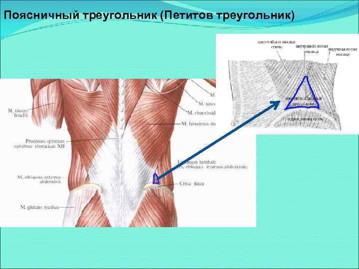 Петитов треугольник где находится фото