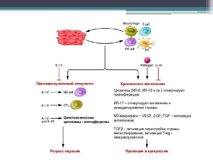 Противоопухолевый иммунитет Хроническое воспаление Цитокины (ИЛ-6, ИЛ-10 и пр. ) стимулируют пролиферацию ИЛ-17 –