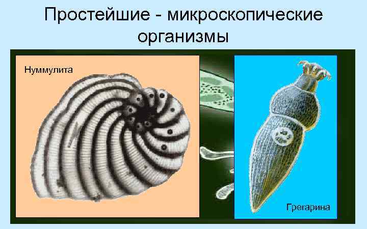 Группа микроскопических организмов. Простейшие - микроскопические организмы. Нуммулиты. Класс Саркодовый когда появился.