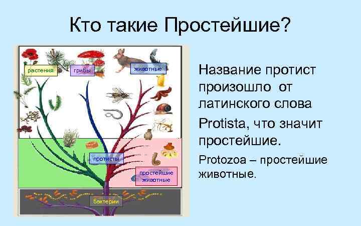   Кто такие Простейшие?  растения  грибы   животные  