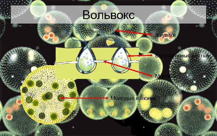 Вольвокс Жгутики Вегетативные клетки Мостики Молодые колонии 