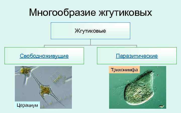  Многообразие жгутиковых Жгутиковые Свободноживущие Паразитические Трихонимфа Церациум 