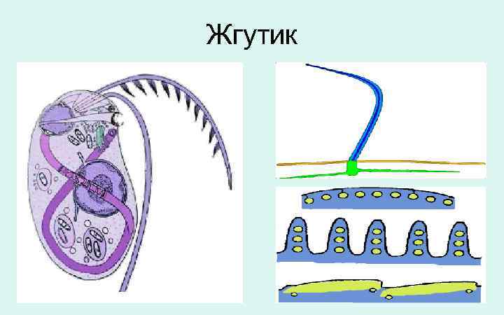 Жгутик 