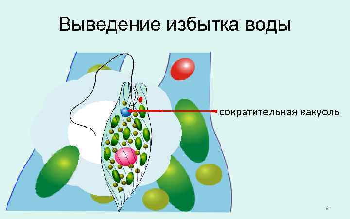 Выведение избытка воды сократительная вакуоль 16 