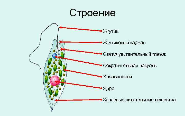 Строение Жгутиковый карман Светочувствительный глазок Сократительная вакуоль Хлоропласты Ядро Запасные питательные вещества 