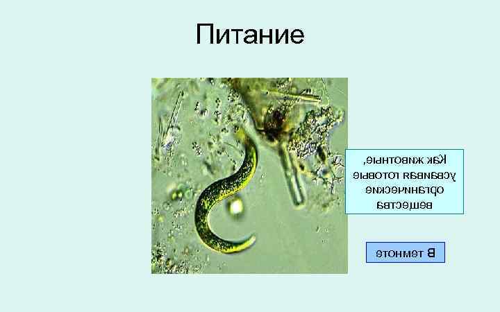 Питание , еынтовиж ка. К еывотог яавиавсу еиксечинагро автсещев етонмет В 