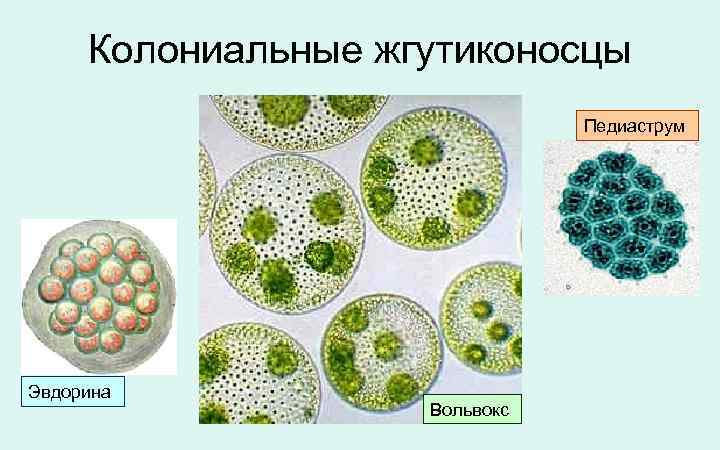  Колониальные жгутиконосцы Педиаструм Эвдорина Вольвокс 