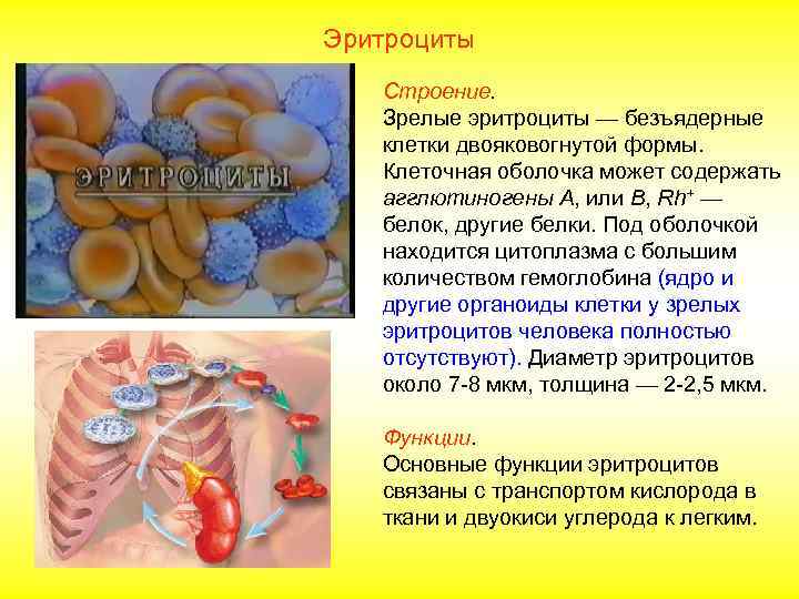 Эритроциты  Гемоглобин — белок, имеющий  четвертичную структуру и состоящий из 4 