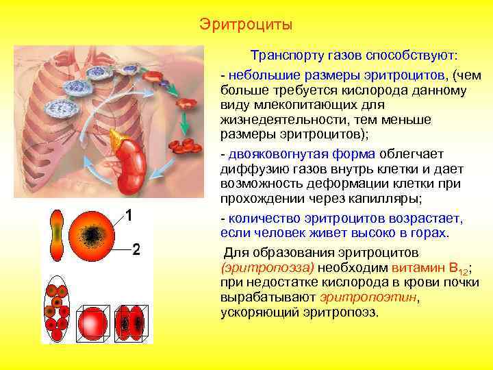 Эритроциты 