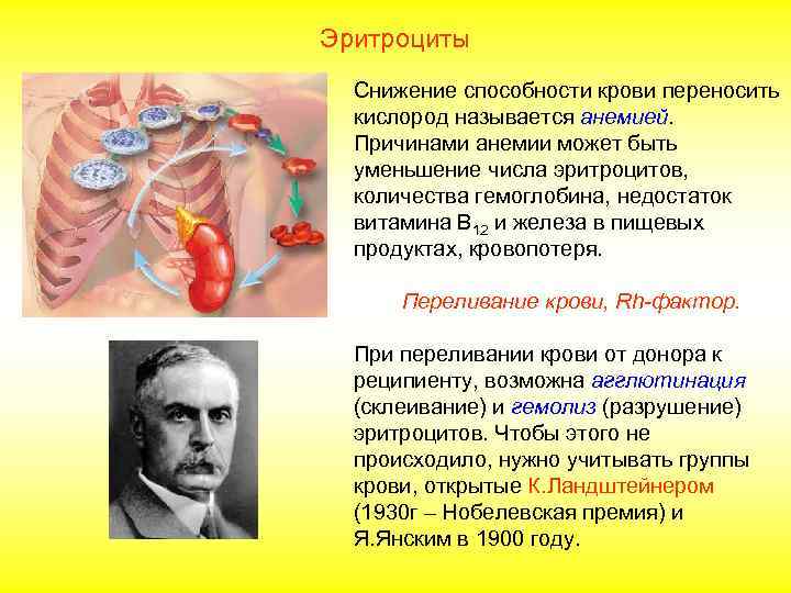 Переливание крови  В плазме крови человека могут  находиться особые белки  названные