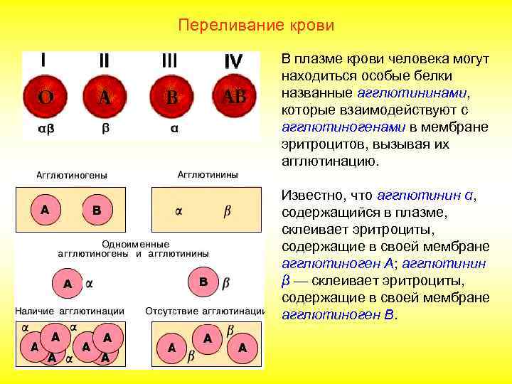 Переливание крови  Возможна частичная  агглютинация (— +) если  агглютининами крови донора