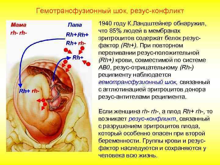    Повторение. Эритроциты, резус-фактор 1. Каковы размеры эритроцитов человека? 2. Какие органоиды