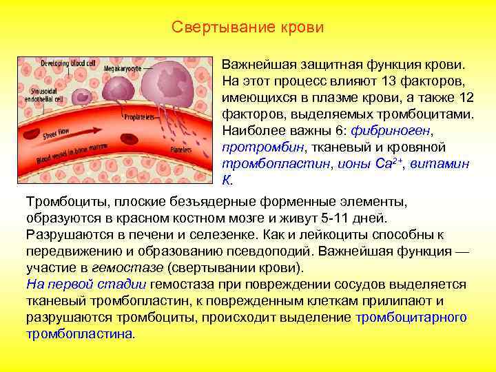     Свертывание крови      На второй стадии