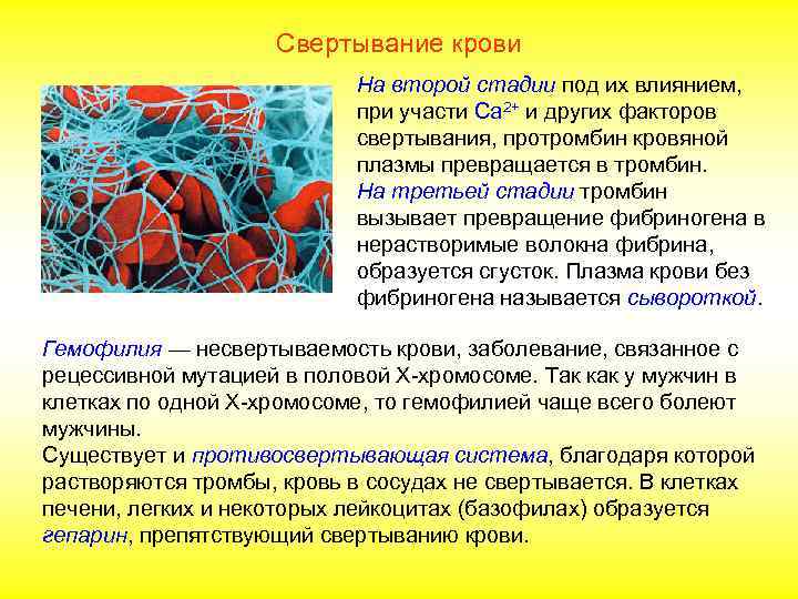    Повторение. Свертывание крови 1. Число тромбоцитов достигает (_) на мм 3.