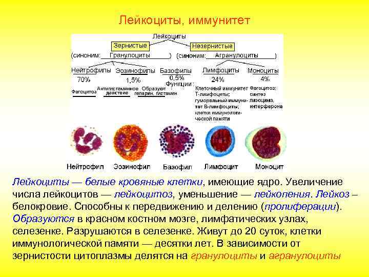     Лейкоциты, иммунитет Нейтрофилов (до 70%) от число всех лейкоцитов. Активные