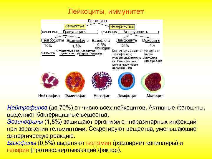    Лейкоциты, иммунитет К агранулоцитам относятся лимфоциты и моноциты. Лимфоцитов от