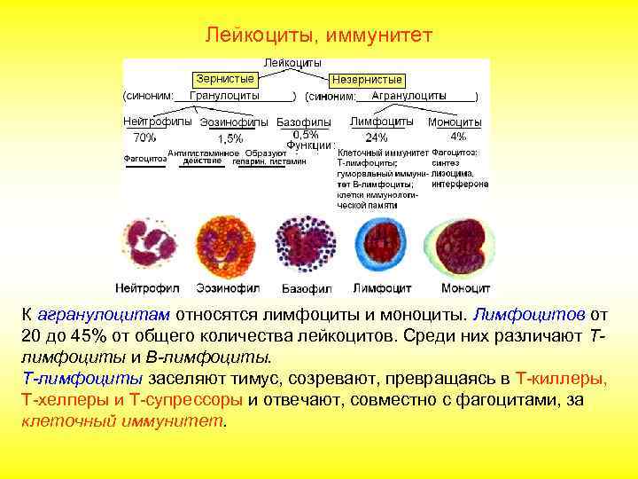 Лейкоциты, иммунитет 