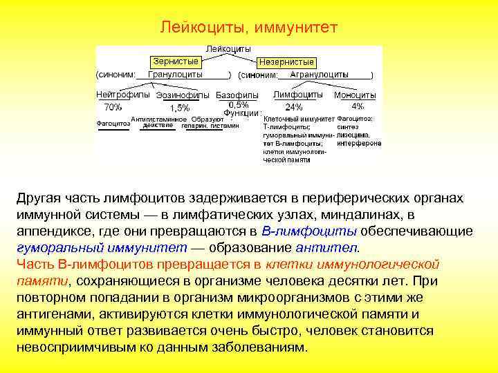 Лейкоциты, иммунитет 