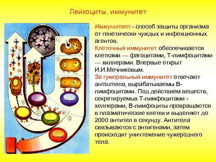 Лейкоциты, иммунитет 