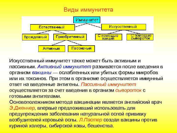 Повторение  1. Каково значение фагоцитов в  иммунном ответе? 2. Каково значение Т-лимфоцитов