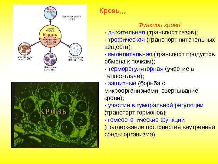 Кровь, , ,    Функции крови:  - дыхательная (транспорт газов); 